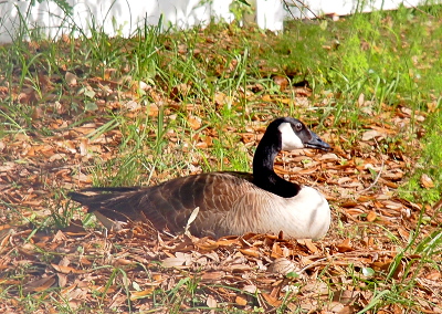 [An  adult goose sits on the ground in a bed of leaves.]